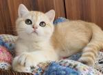 Tiger - British Shorthair Cat For Sale - Miami, FL, US