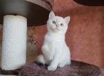 Timoty - British Shorthair Cat For Sale - Miami, FL, US