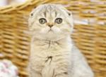 Leo - Scottish Fold Cat For Sale - Hollywood, FL, US