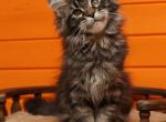 Caprice - Maine Coon Cat For Sale - Miami, FL, US