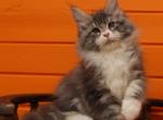 Daniel - Maine Coon Cat For Sale - Miami, FL, US