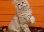 Zanet - Maine Coon Cat For Sale - Miami, FL, US