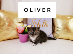 Oliver - Munchkin Cat For Sale - Ava, MO, US