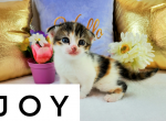 Joy - Scottish Fold Cat For Sale - Ava, MO, US