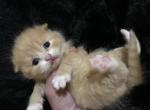 Tavanipaws Gucci - Scottish Fold Cat For Sale - Seattle, WA, US