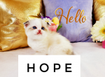 Hope - Scottish Fold Cat For Sale - Ava, MO, US