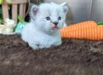 Gloria - Munchkin Cat For Sale - Joplin, MO, US