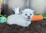 Viola - Munchkin Cat For Sale - Joplin, MO, US