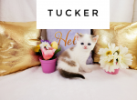 Tucker - Scottish Straight Cat For Sale - Ava, MO, US