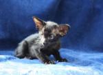 Funtick - Oriental Cat For Sale - Pembroke Pines, FL, US