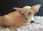 Zhannet - Oriental Cat For Sale - Norwalk, CT, US