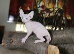 Latifa - Sphynx Cat For Sale - Norwalk, CT, US