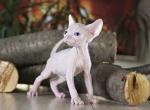 La Murr - Sphynx Cat For Sale - Norwalk, CT, US