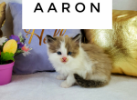 Aaron - Scottish Straight Cat For Sale - Ava, MO, US