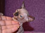 German - Sphynx Cat For Sale - Norwalk, CT, US