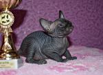 Chelsi - Sphynx Cat For Sale - Norwalk, CT, US