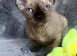 Nelson male Elf kitten - Sphynx Cat For Sale - Norwalk, CT, US