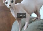 Buffy - Sphynx Cat For Sale/Retired Breeding - Dallas, TX, US