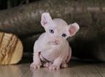 Varrior male Elf kitten - Sphynx Cat For Sale - Norwalk, CT, US