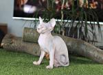 Tracy - Sphynx Cat For Sale - Norwalk, CT, US