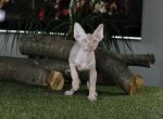 Tutankhamun - Sphynx Cat For Sale - Pembroke Pines, FL, US