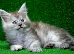 Helga - Maine Coon Cat For Sale - Miami, FL, US