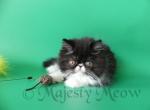 Bentley - Persian Cat For Sale - Yucca Valley, CA, US