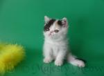 Zhuzha - Exotic Cat For Sale - Yucca Valley, CA, US