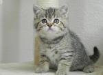 British Shorthair Cindy2 - British Shorthair Cat For Sale - Chicago, IL, US