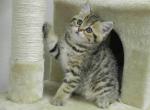 British Shorthair Cindy3 - British Shorthair Cat For Sale - Chicago, IL, US