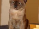 Zirbenz - European Burmese Cat For Sale - ID, US