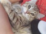 Starlette - Highlander Cat For Sale - Monroe, MI, US