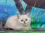 Triniti - British Shorthair Cat For Sale - Miami, FL, US