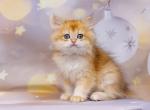 Norman British longhair male kitten - British Shorthair Cat For Sale - Miami, FL, US