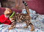 Geronimo - Bengal Cat For Sale - Miami, FL, US