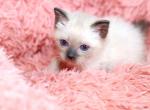 Alyonka - Siamese Cat For Sale - ID, US