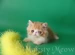 Palcan - Persian Cat For Sale - Yucca Valley, CA, US