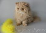 Stesha - Persian Cat For Sale - Yucca Valley, CA, US