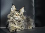 Ultramarin - Maine Coon Cat For Sale - Hollywood, FL, US