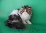 Mursik - Persian Cat For Sale - Yucca Valley, CA, US