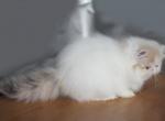 Fluffy - Persian Cat For Sale - Hollywood, FL, US