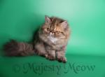 Tabitha - Persian Cat For Sale - Yucca Valley, CA, US