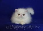 Umma - Persian Cat For Sale - Yucca Valley, CA, US