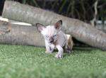 Loli - Sphynx Cat For Sale - Norwalk, CT, US