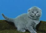 Sonic - Scottish Fold Cat For Sale - Hollywood, FL, US