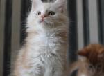 Zefir - Maine Coon Cat For Sale - Hollywood, FL, US