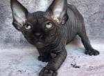 Marseille - Sphynx Cat For Sale - Norwalk, CT, US