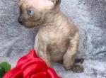 Marcus - Sphynx Cat For Sale - Norwalk, CT, US