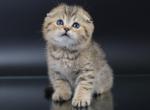 Yamir - Scottish Fold Cat For Sale - Hollywood, FL, US