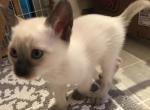 Leap Year Kitties Feb 29th Litter - Siamese Cat For Sale - Thousand Oaks, CA, US